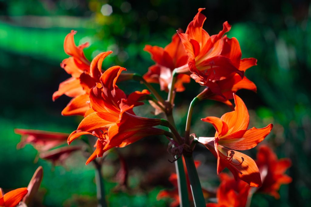 L’amaryllis bleue existe vraiment ou c’est une arnaque ?