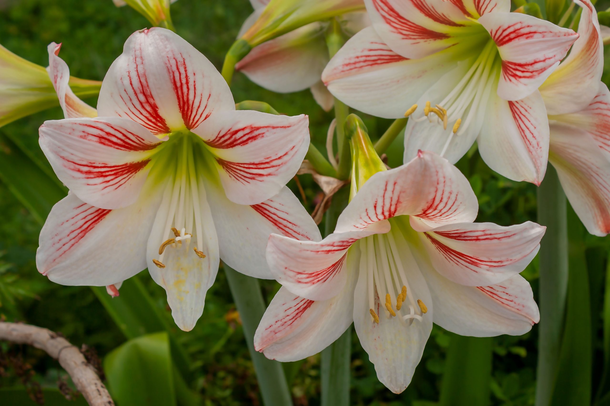 Amaryllis fleuri aux petales eclatants printemps
