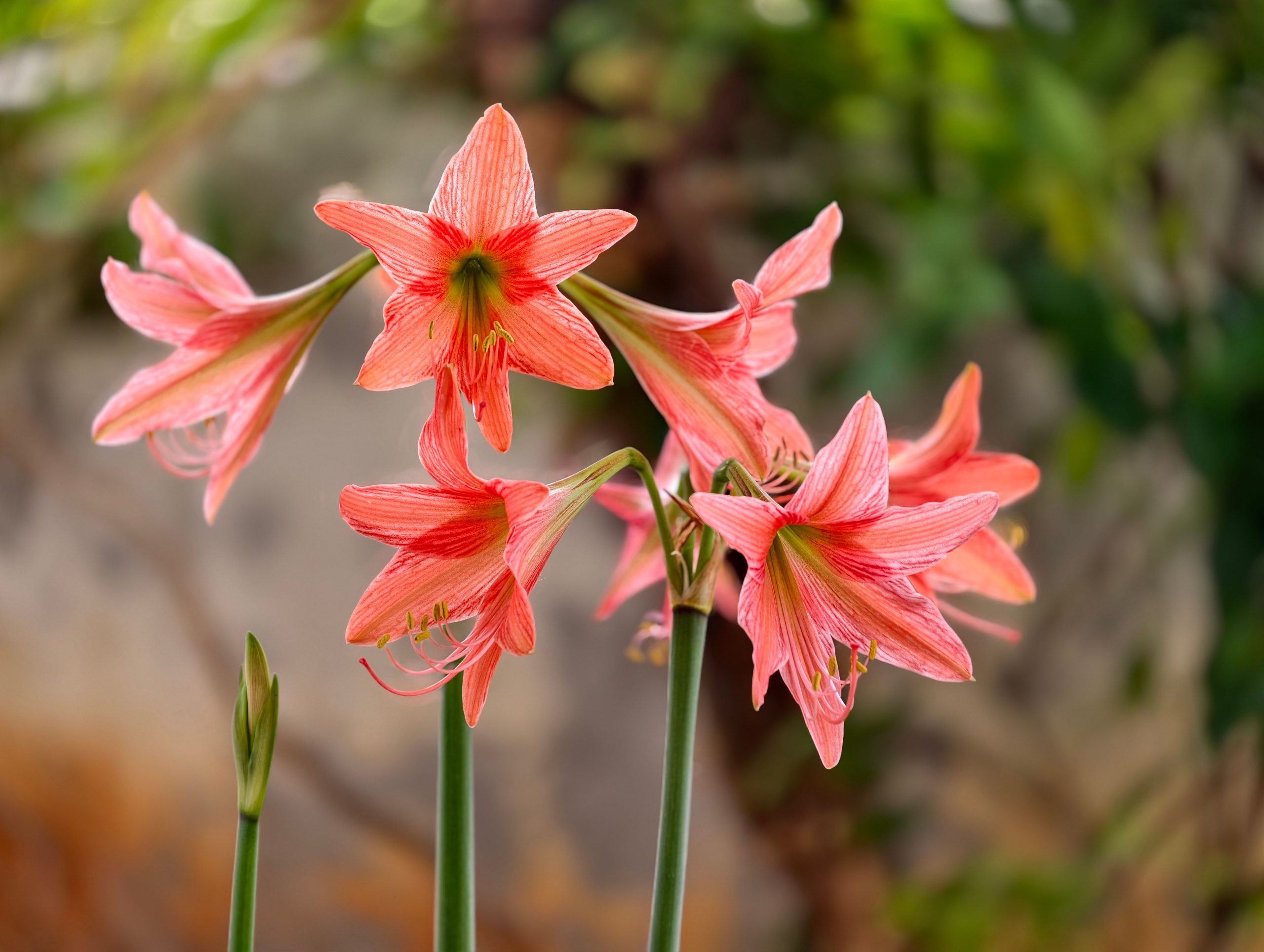 Fleurs amaryllis roses avec fond vert luxuriant