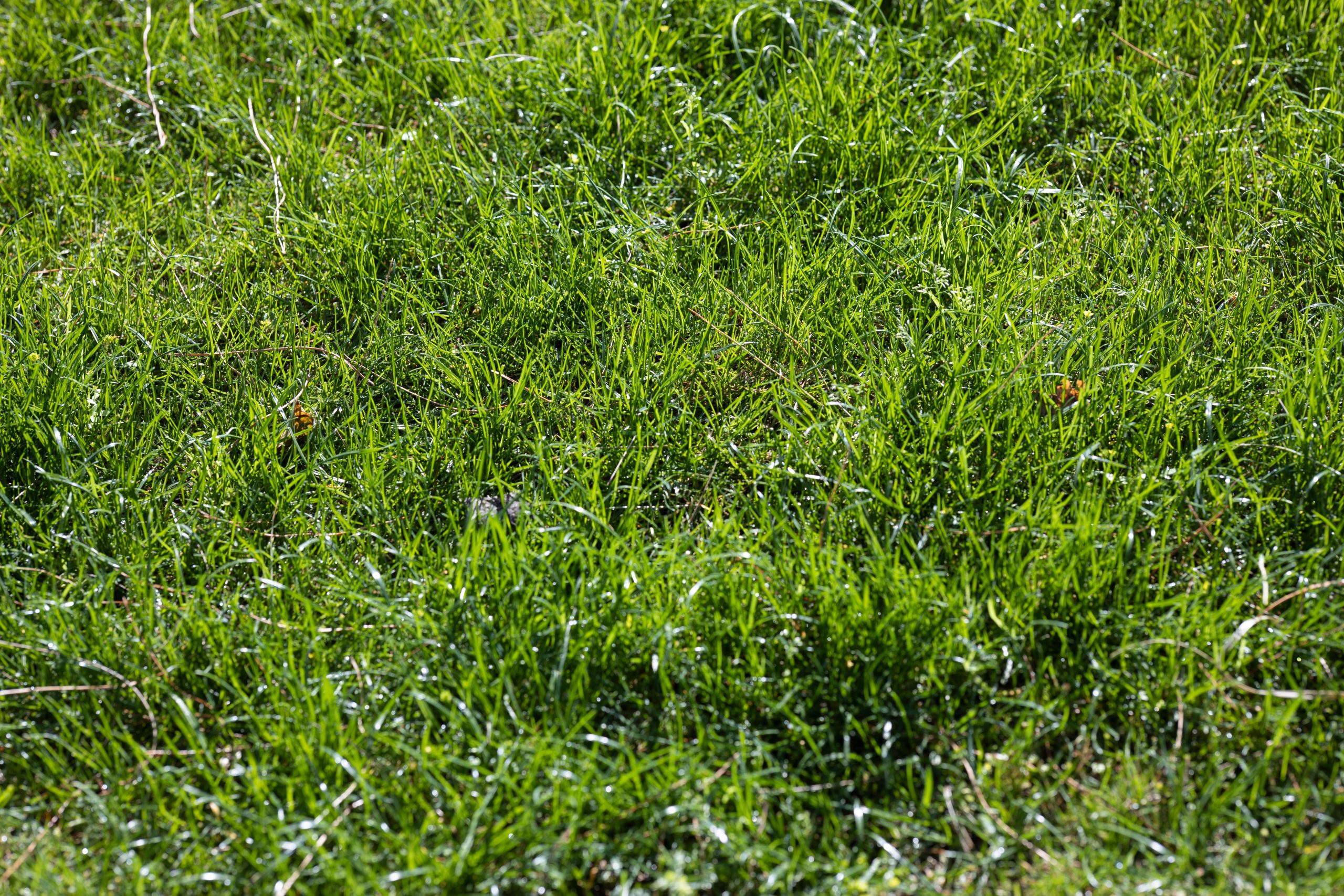 Gazon vert vibrant sous un soleil éclatant