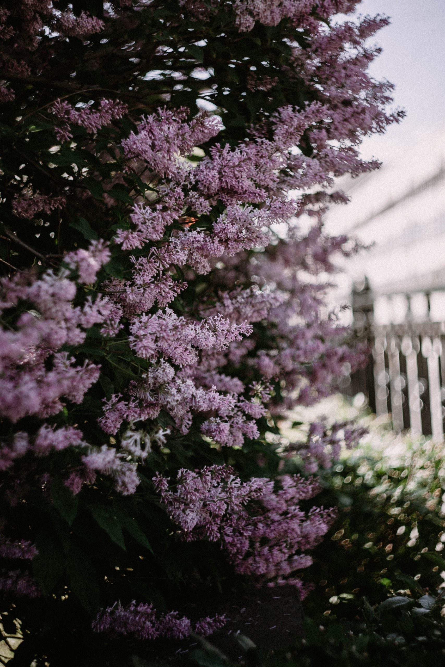 Raisons principales de la non-floraison du lilas des Indes