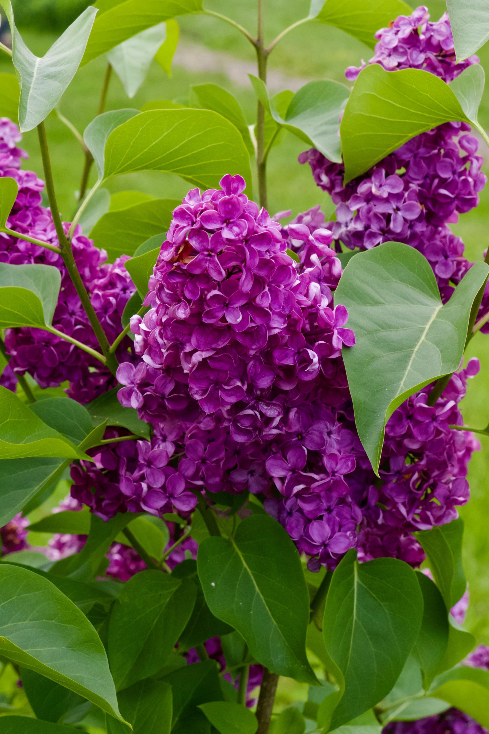 Solutions pour faire fleurir le lilas des Indes