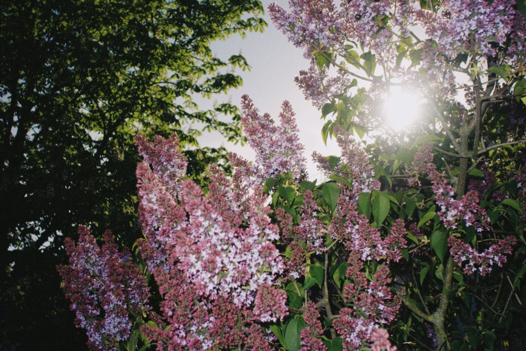 Pourquoi votre lilas des Indes ne fleurit pas ?