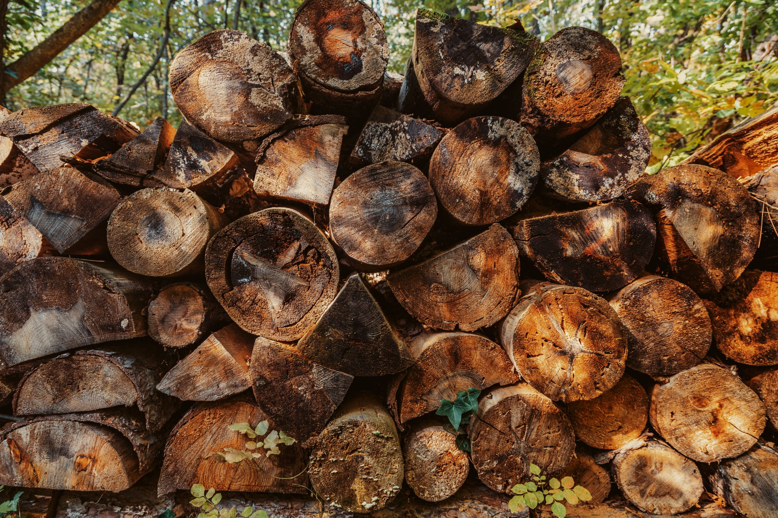 Bûches empilées forêt lumière naturelle