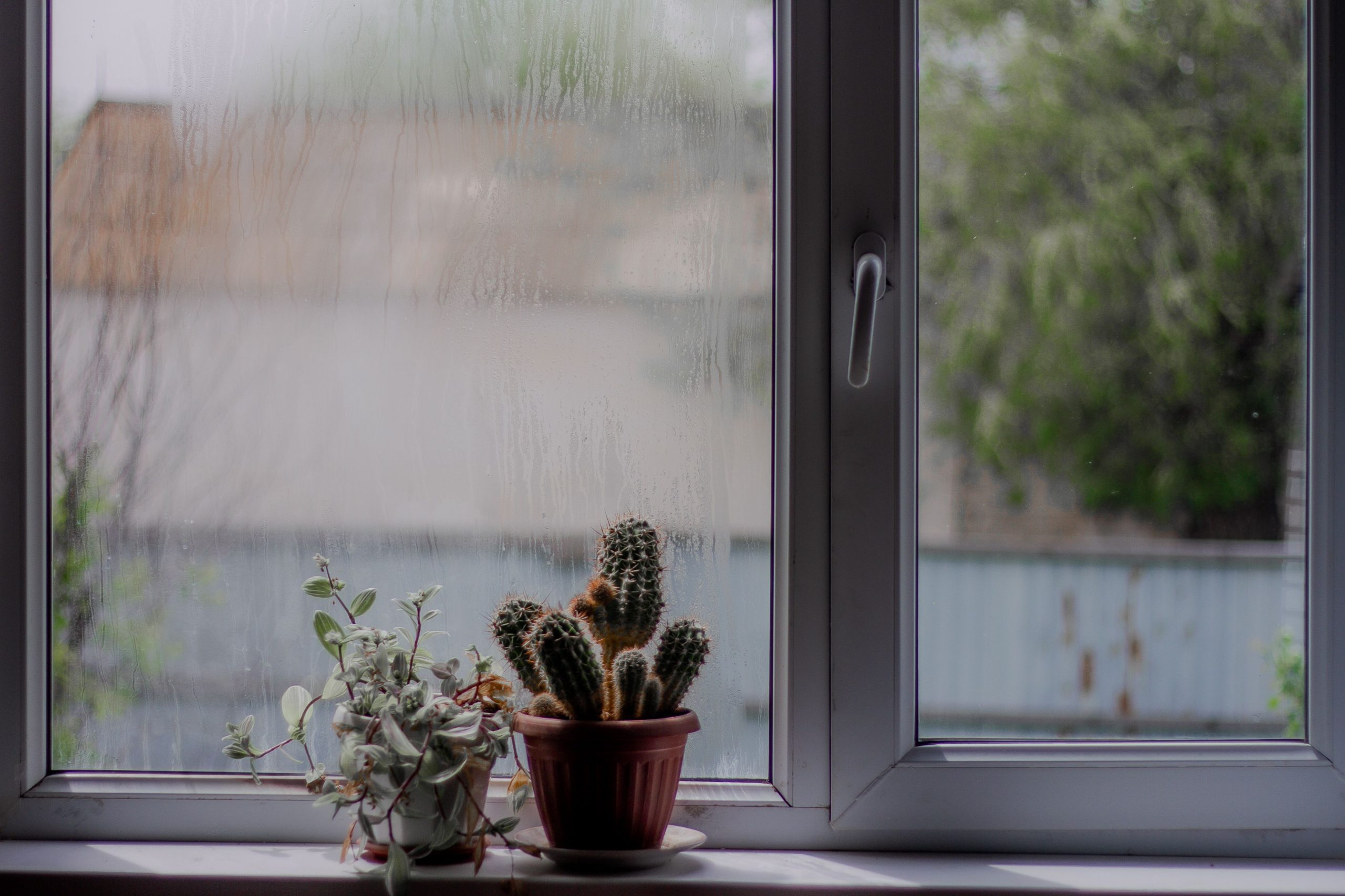 Cactus en pot sur rebord de fenêtre humide